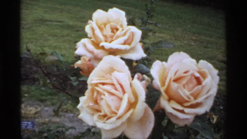 Three pale peach roses appear in close-up within the Minnesota rose garden, shot with soft 8mm home-movie texture.