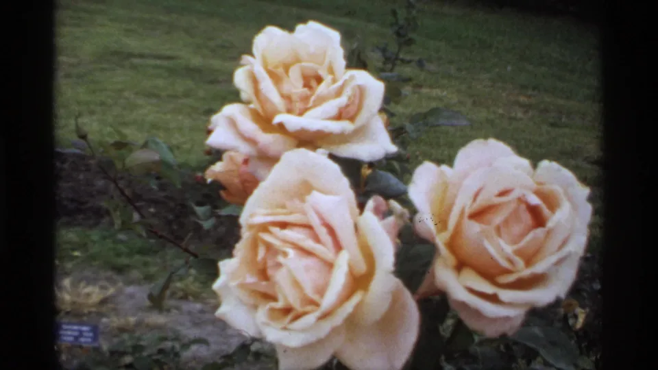 A close 1974 home-movie view of pale roses in a Minnesota garden, with lawn behind and a dark film border at the side.