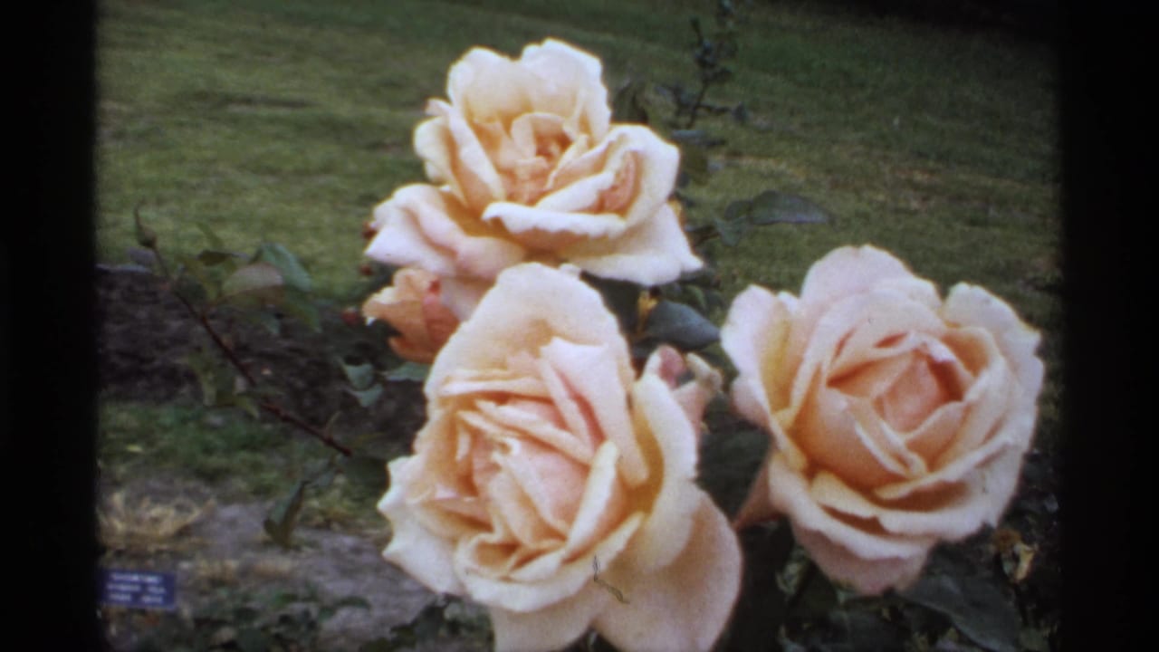 1974 Minnesota 8mm frame showing pale pink roses in bloom with lawn, stems, and soft garden foliage behind them.