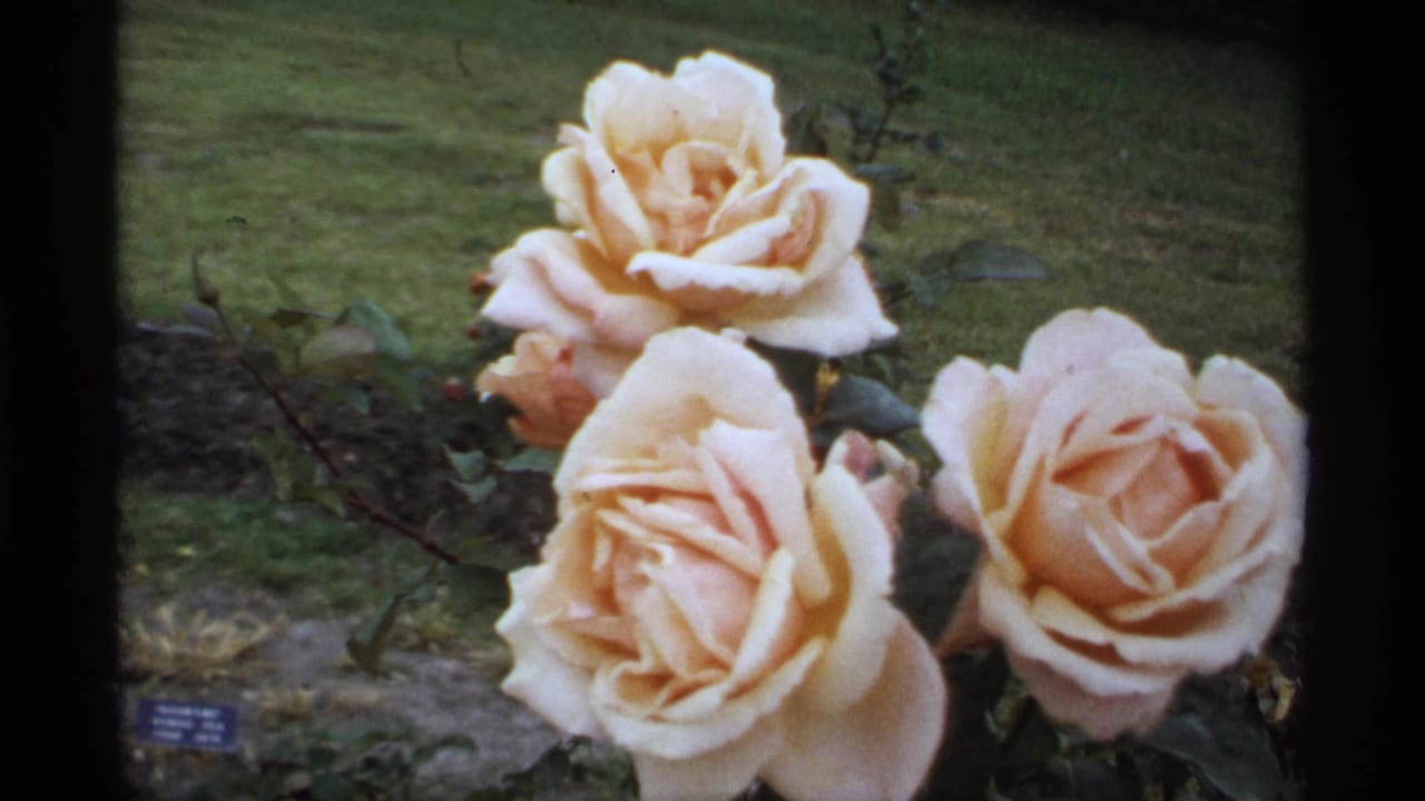 Pale pink roses seen close up with lawn and foliage in the background.