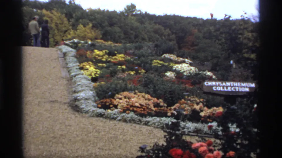 Wide 1974 Minnesota garden view with colorful flower beds, stone edging, gravel path, chrysanthemum sign, trees, and distant visitors.