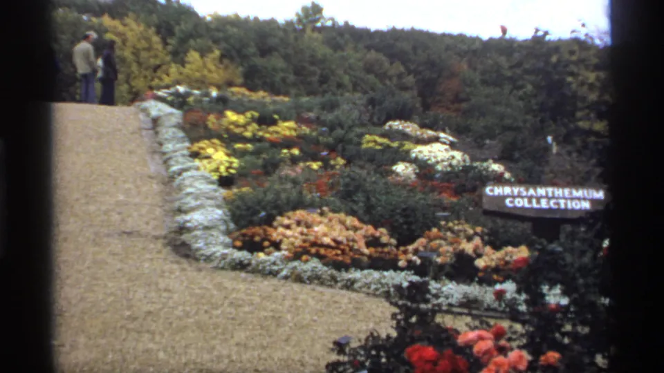 1974 Minnesota 8mm frame of a chrysanthemum collection display, gravel path, stone border, trees, and two distant garden visitors.
