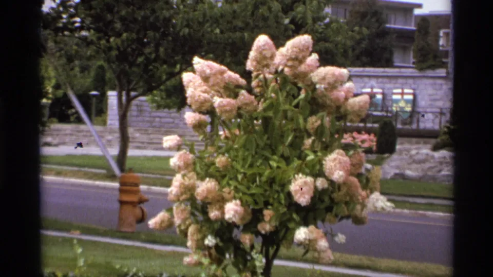 1974 Vancouver 8mm frame showing a pale flowering shrub beside a road, with a fire hydrant, stone wall, and greenery in the background.