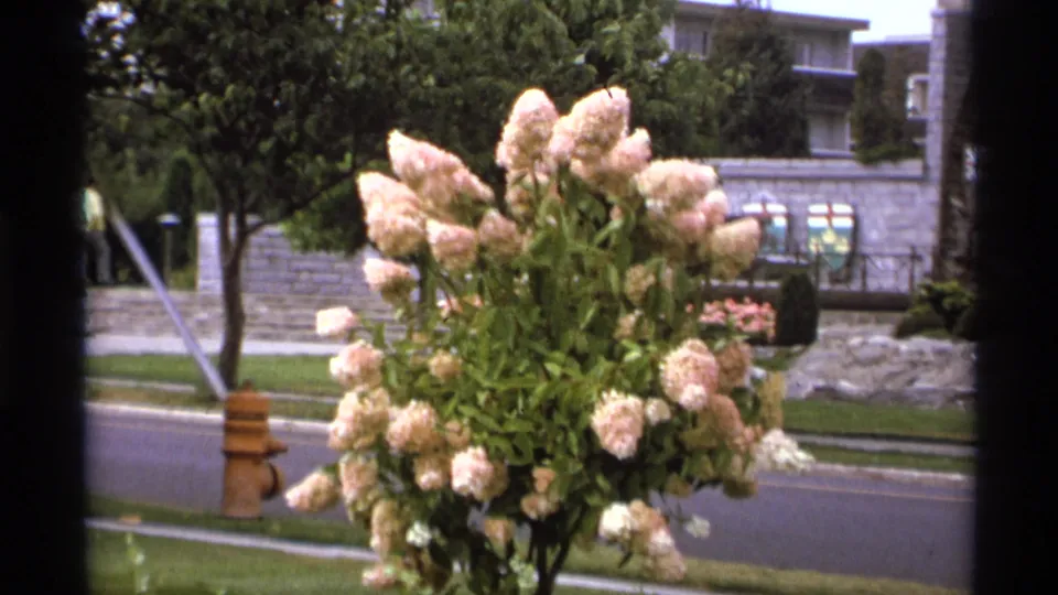 1974 Vancouver home-movie frame holding on a blooming shrub along the street, with a hydrant, stone wall, trees, and nearby building visible.