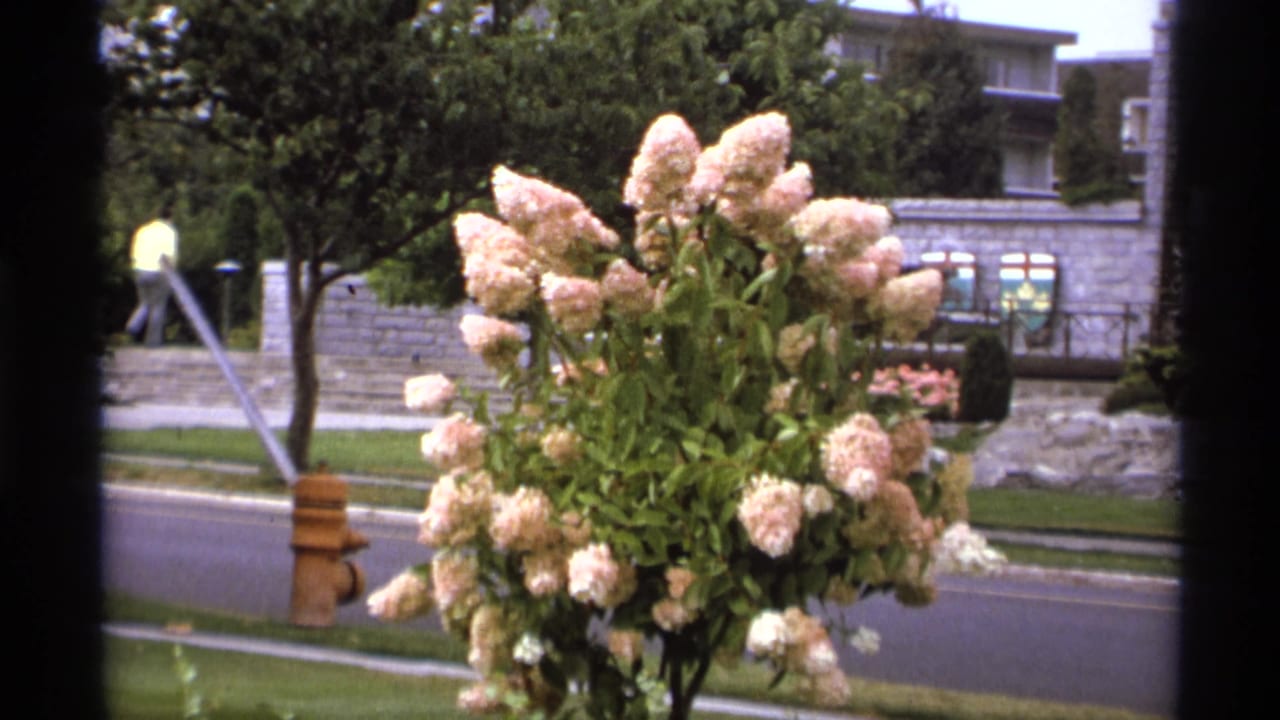 Blooming pale hydrangea beside a street with a hydrant and low-rise buildings beyond.