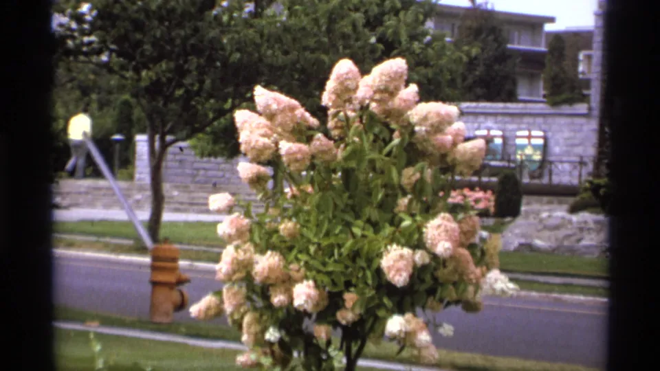1974 Vancouver home-movie frame showing a pale hydrangea bush in front of a street, hydrant, trees, and low-rise buildings.