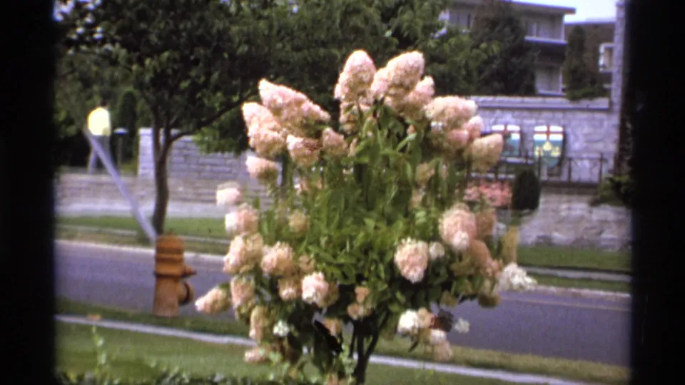 1974 Vancouver street view with a flowering hydrangea, yellow hydrant, roadway, trees, stone wall, and residential-style buildings.