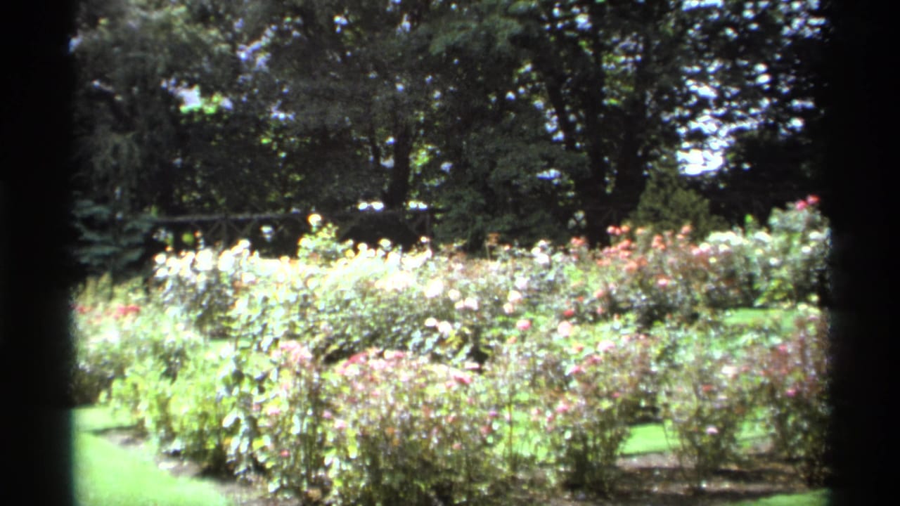 Rose beds and green lawn seen through dark foreground framing.