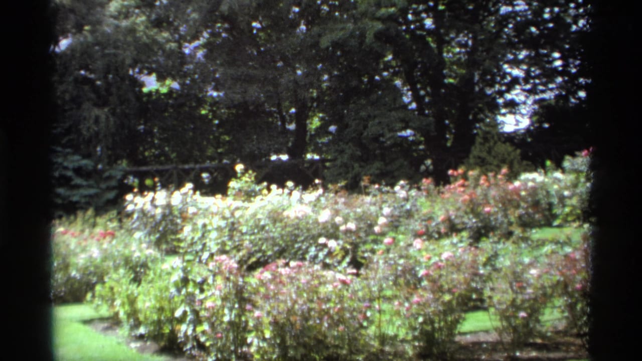 Sunlit rose garden with pale and pink blooms under tall trees.