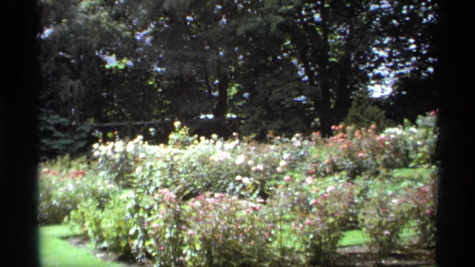 1974 Vancouver garden view with mixed rose blooms, green grass, and dense trees in a soft 8mm frame.