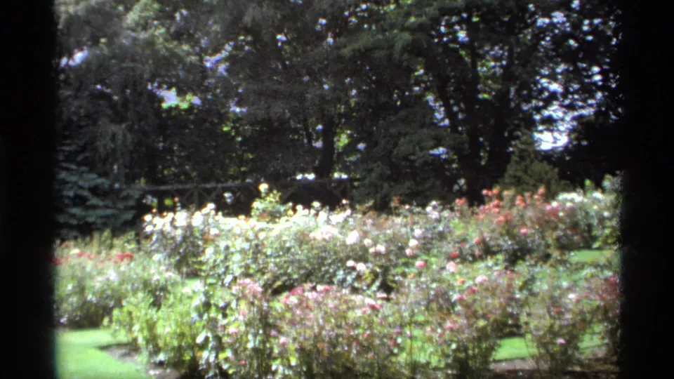 Soft 8mm view of a Vancouver rose garden in 1974, with flowering beds, lawn, and trees behind dark framing.