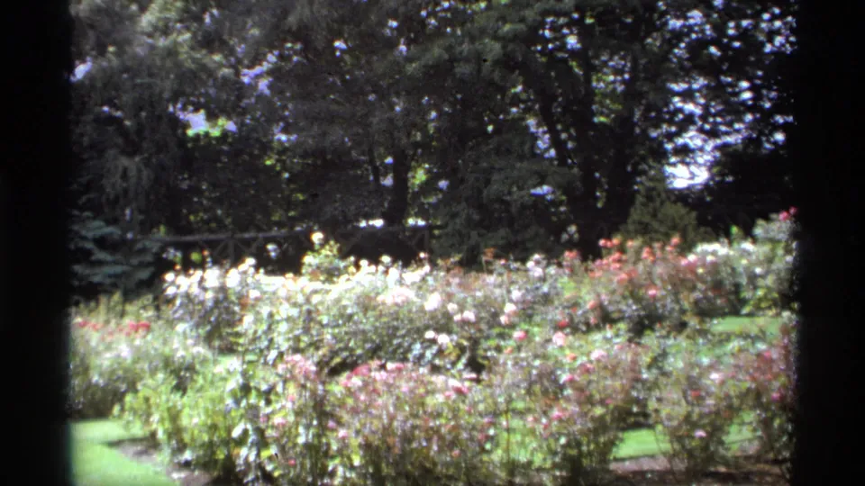 1974 Vancouver home-movie still of blooming roses, grass, and shaded trees, with soft focus and dark film edges.