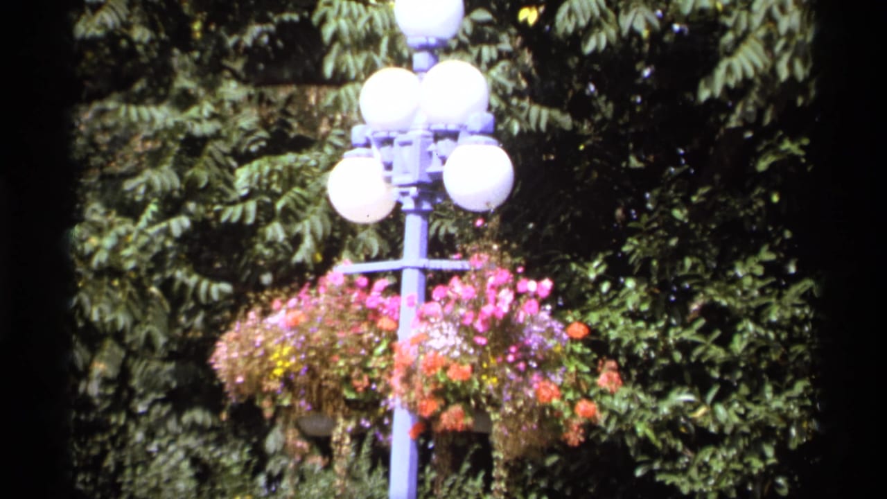 Globe streetlamp with hanging flowers framed by leafy trees.