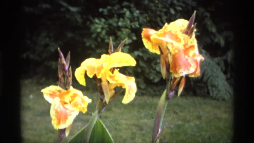 1974 8mm garden view with yellow-orange canna lilies in bloom against lawn and dark green foliage.