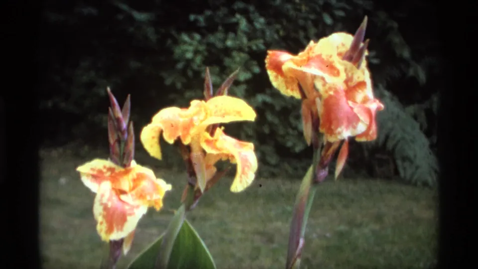 Vintage 8mm close-up of blooming yellow-orange canna lilies with green lawn and leafy shrubs behind them.