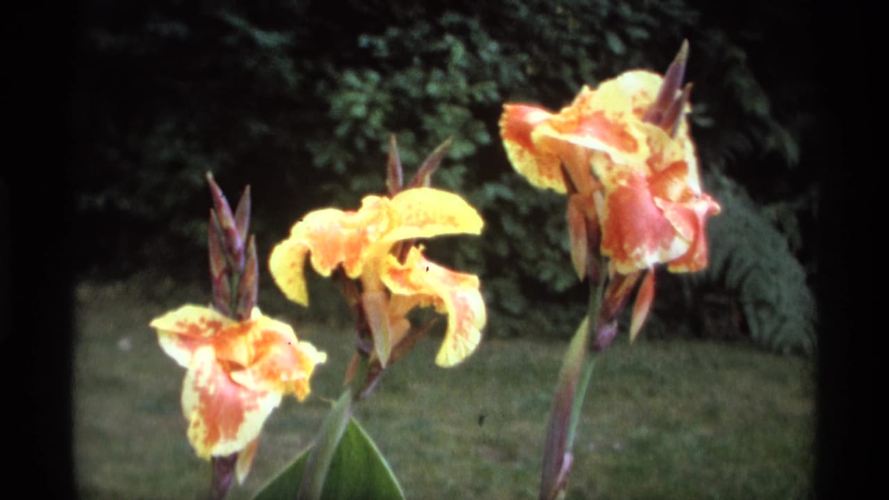 Yellow-orange canna lilies against dark green garden foliage.