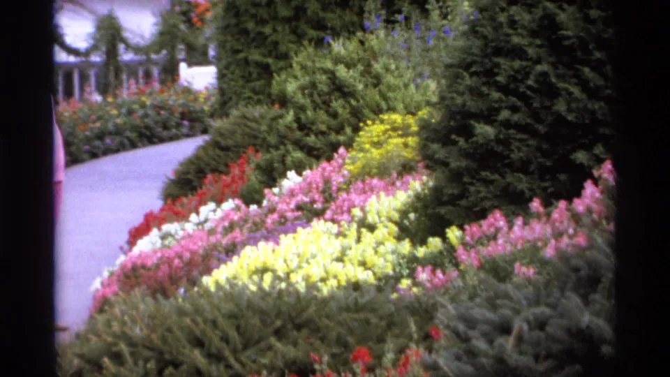 1974 Vancouver garden path bordered by pink, yellow, white, and red flowers with dense shrubs and trees beyond.