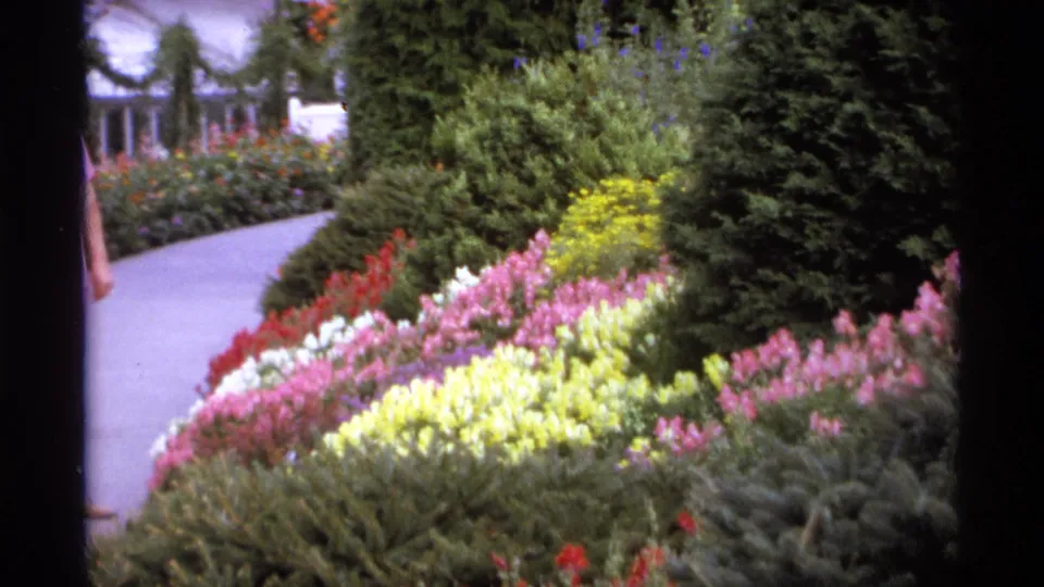 1974 Vancouver garden view with layered pink, yellow, red, and white flowers, dense shrubs, and a partial visitor beside the path.