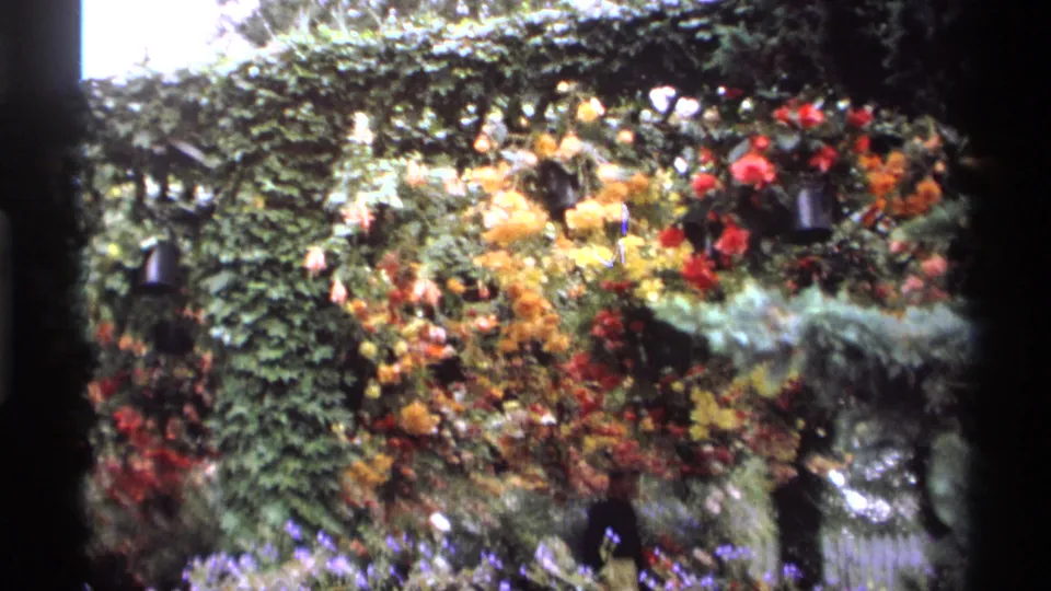 1974 Vancouver home-movie frame showing dense garden foliage with yellow, red, and purple flowers near a shaded arbor or hedge.