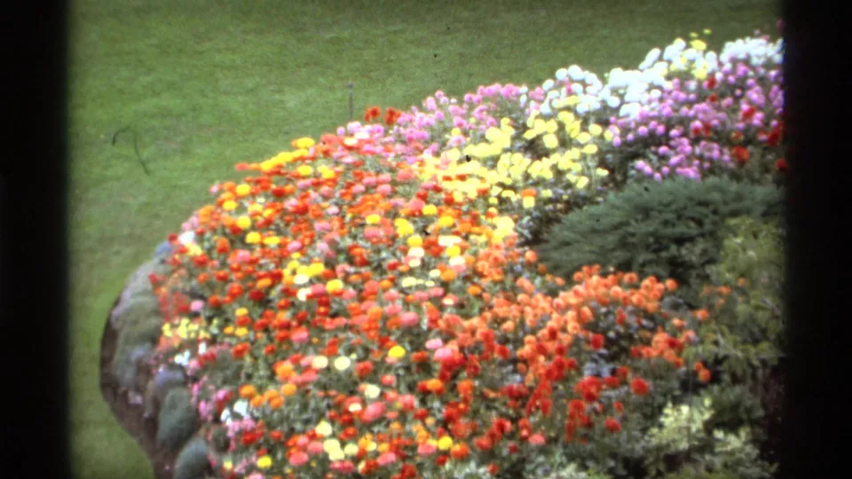 Close garden view in Vancouver showing red, yellow, orange, pink, and white flowers bordered by lawn, rocks, and shrubs.