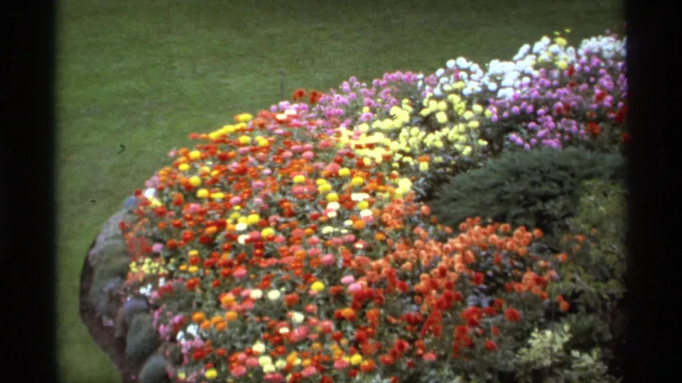1974 Vancouver garden close-up with a broad mass of colorful flowers, rock edging, green grass, and clipped shrub planting.