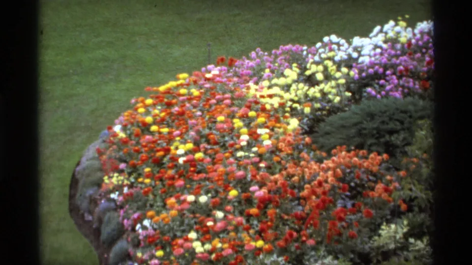 Vancouver garden detail from 1974 showing a dense multicolor flower bed, clipped lawn, rock edging, and dark green shrubs.