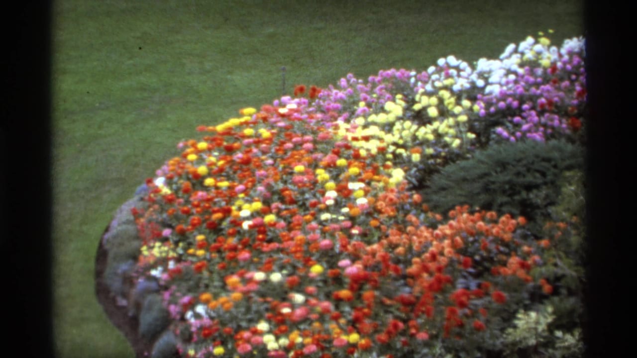 Circular flower bed with red, yellow, pink, and white blooms bordered by lawn.
