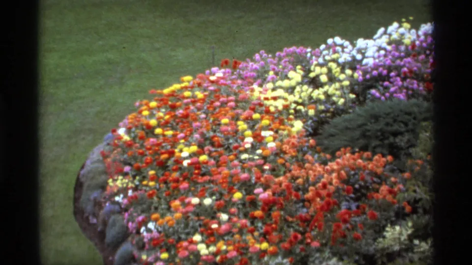 1974 Vancouver home-movie frame of a rounded flower display with red, yellow, pink, and white blooms set against green lawn.