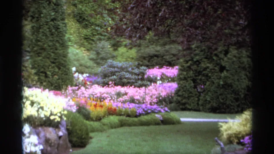 1974 Vancouver home-movie frame showing a landscaped park garden with pink flower beds, dark hedges, shrubs, lawn, and a pale path.