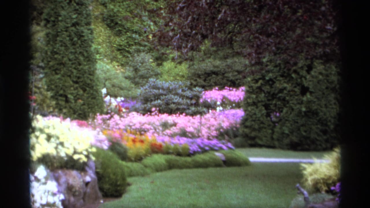 1974 Vancouver garden footage showing colorful flower beds, trimmed grass, and tall hedges in soft 8mm color.