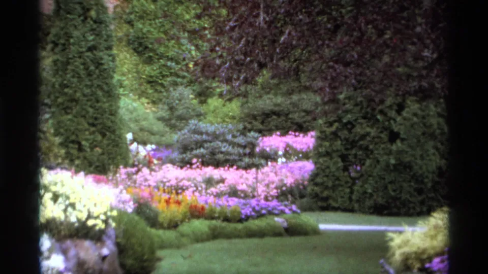 A landscaped Vancouver garden view with bright flower beds, lawn, and dense hedges captured on 8mm film.