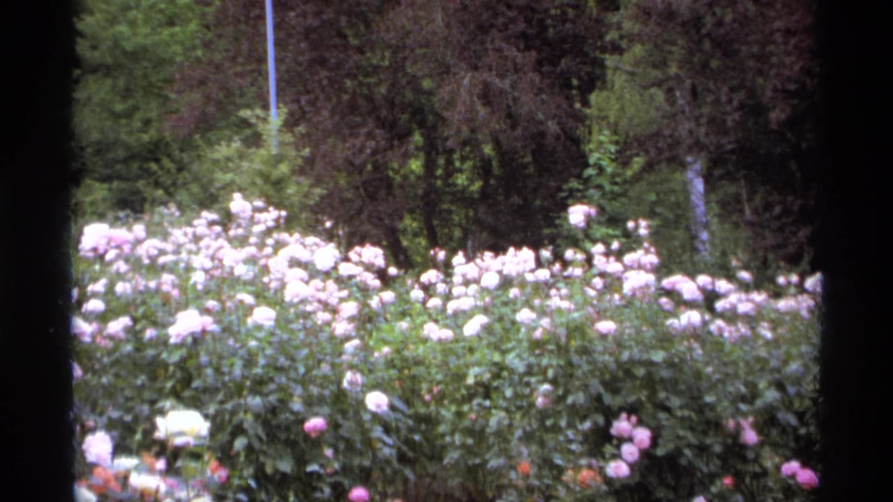 Dense pink and white rose beds with dark trees behind them.
