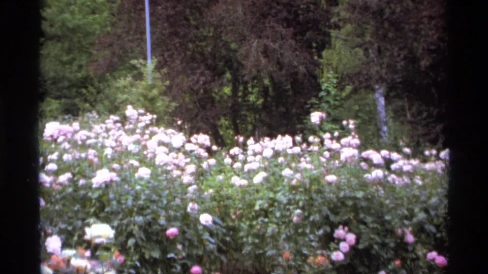 1974 Vancouver home-movie frame showing rows of pale roses against dark evergreen trees in a maintained garden.