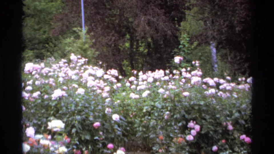 Soft 8mm view of pale pink and white roses in a Vancouver garden, with dark trees and foliage beyond the beds.