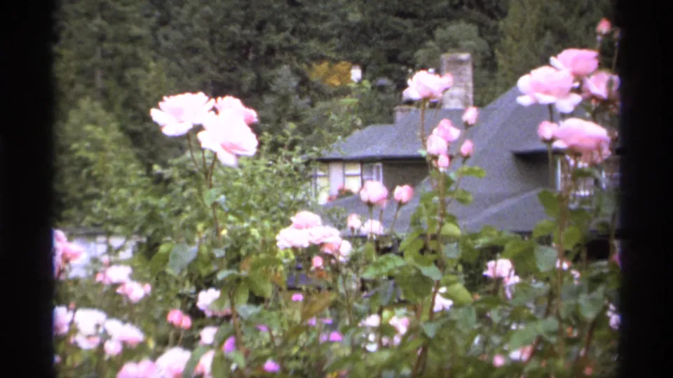 1974 Vancouver home-movie frame focusing on pink roses, with a house roofline, chimney, garden shrubs, and trees in the background.
