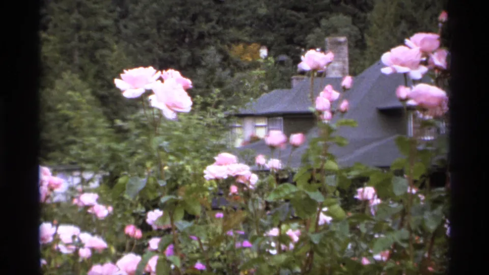 1974 Vancouver garden frame showing pink rose blossoms in front of a gray-roofed house, shrubs, and a wooded backdrop.