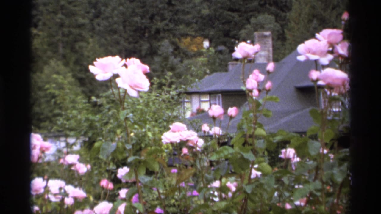 Pink roses in a garden with a dark-roofed house and trees in the background.