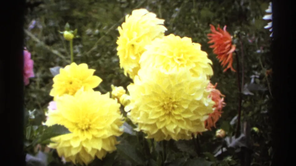 Close garden view from 1974 Vancouver footage, showing large yellow dahlias, a red flower, buds, and dark green foliage.
