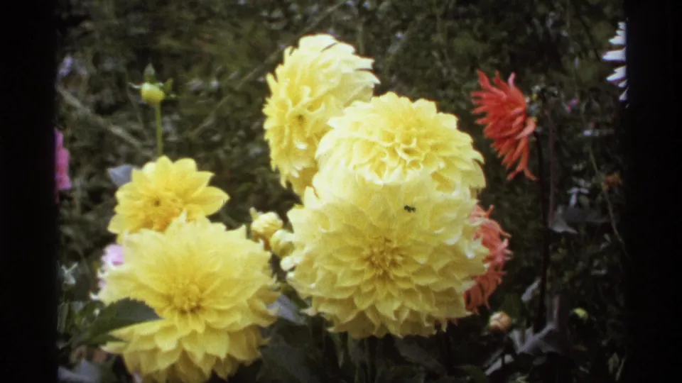 1974 Vancouver home-movie frame with yellow dahlias, a red flower, leafy plants, and soft garden background within dark film borders.