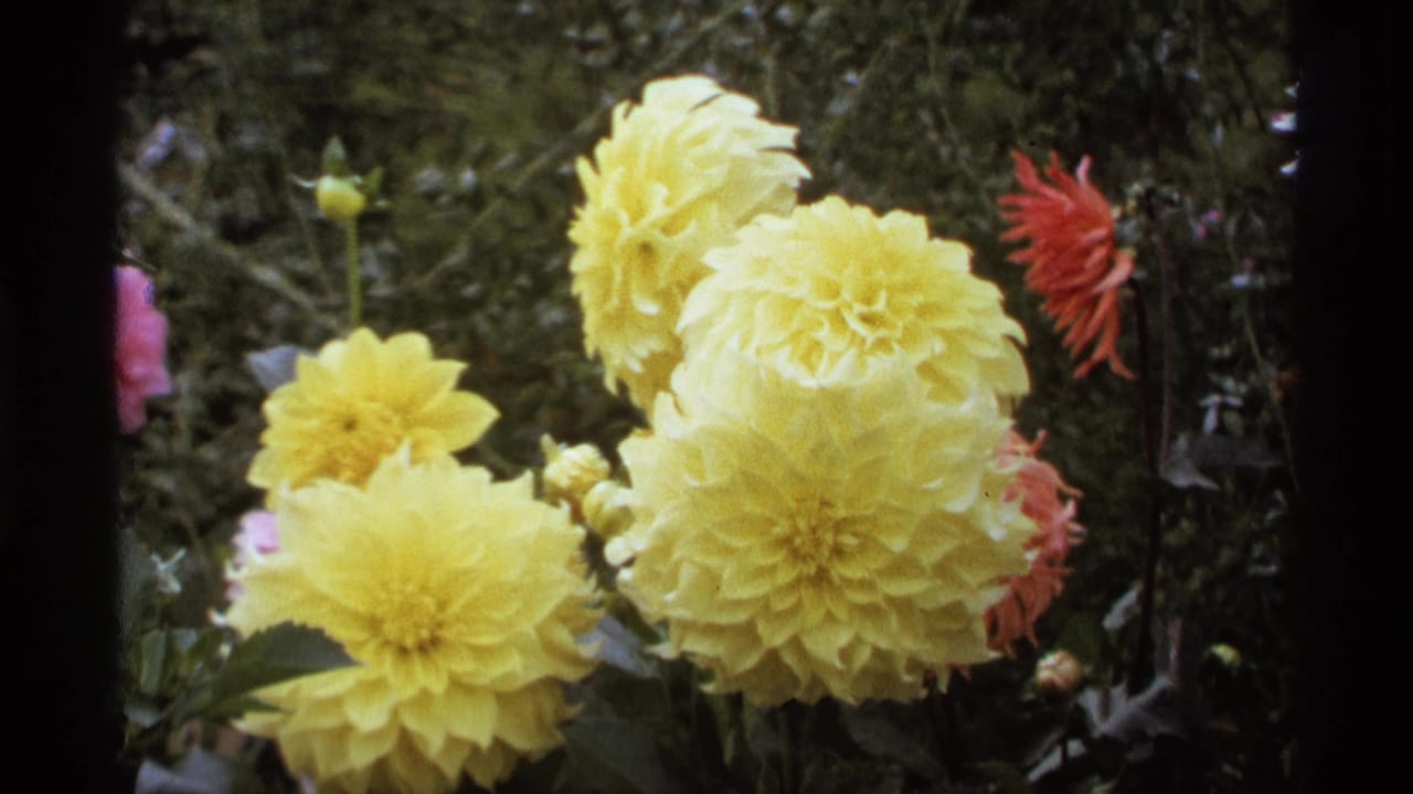 Large yellow dahlias in a leafy garden with dark film-frame edges.