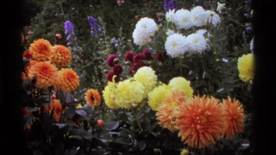 A 1974 Vancouver garden bed shows orange dahlias, pale yellow and white blooms, purple spires, and magenta round flowers in dense foliage.