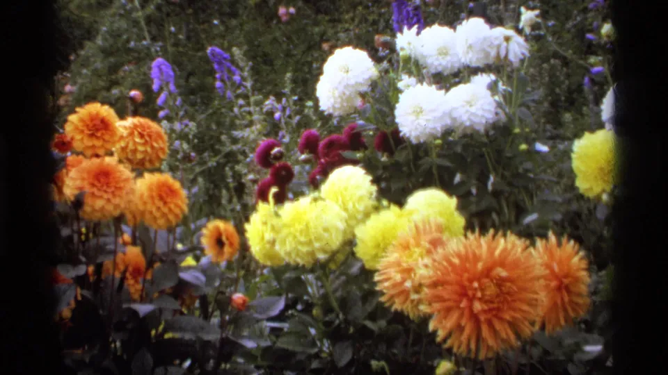 The 8mm frame shows a dense Vancouver garden with orange dahlias, yellow flowers, white blooms, purple spires, and dark frame edging.