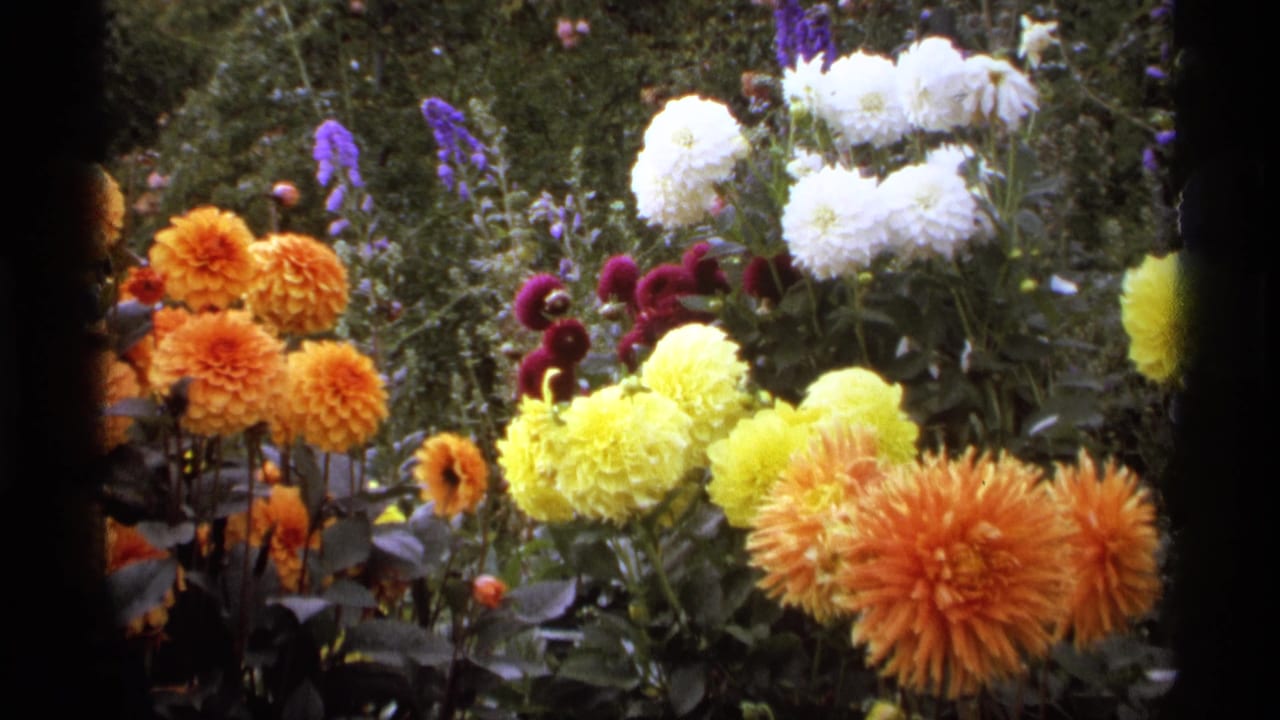 Close view of orange, yellow, white, and purple flowers in a dense garden border.