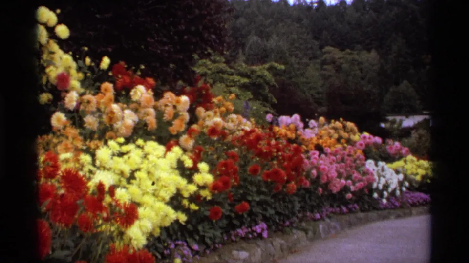 1974 Vancouver garden frame with a colorful flower border running beside a paved path and trees in the background.