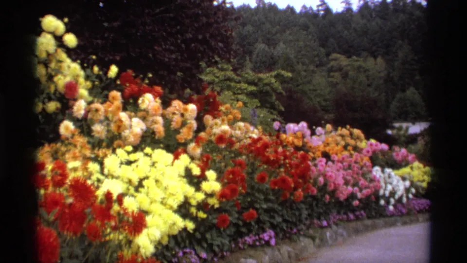 1974 Vancouver 8mm frame showing a vivid flowerbed, stone edging, paved path, shrubs, and trees beyond.