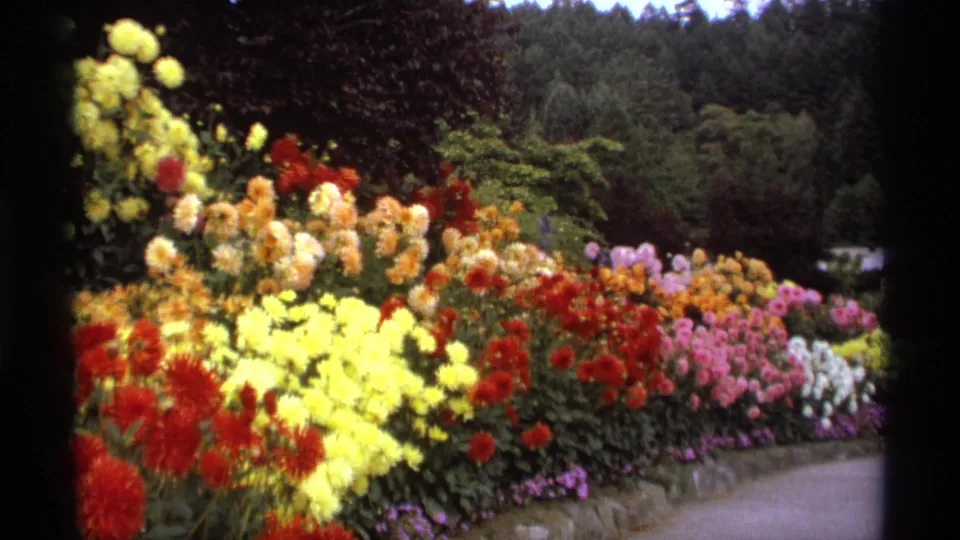 1974 Vancouver garden frame with mixed dahlias and other blooms arranged in a long border beside a walkway.