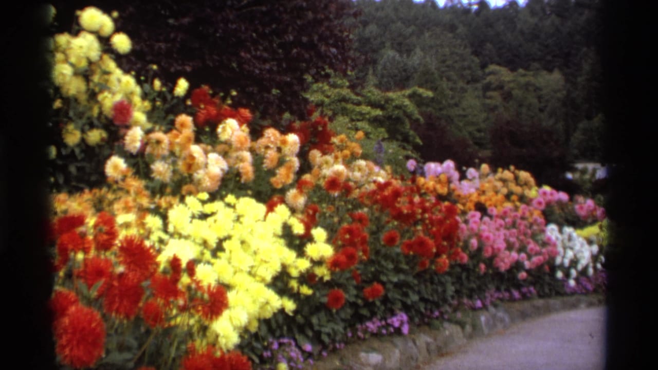 Rows of colorful dahlias beside a curving garden path with trees behind.