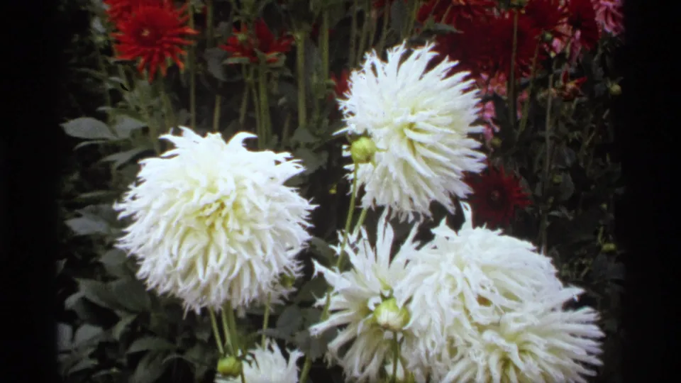 Close 1974 Vancouver 8mm detail of white spiky dahlias rising in front of red flowers and leafy garden stems.