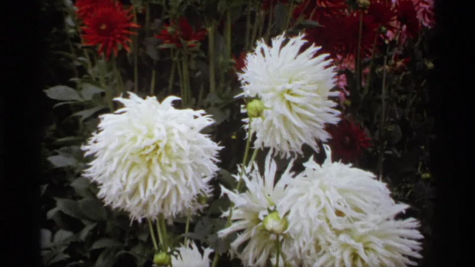 1974 Vancouver garden close-up showing large white dahlias, red blooms, tall stems, and dark green foliage on 8mm film.