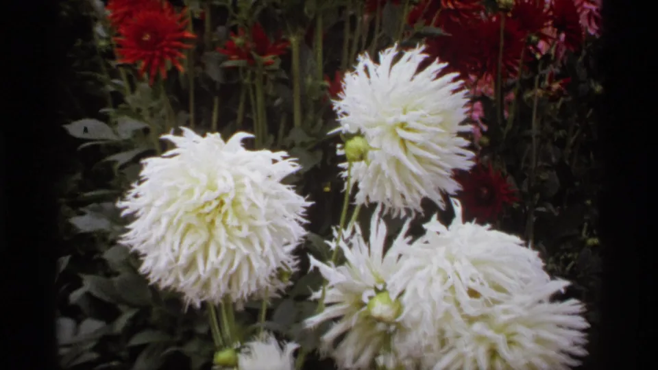 Close 1974 Vancouver 8mm frame of clustered white dahlias with red garden flowers and dense green foliage in the background.